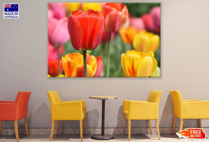 Red Tulip Flower Closeup Photograph Print 100% Australian Made