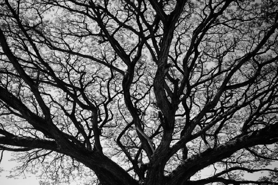 Leafless Tree Branches B&W View Photograph Print 100% Australian Made