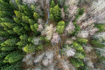 Spruce Trees Aerial View Photograph Print 100% Australian Made