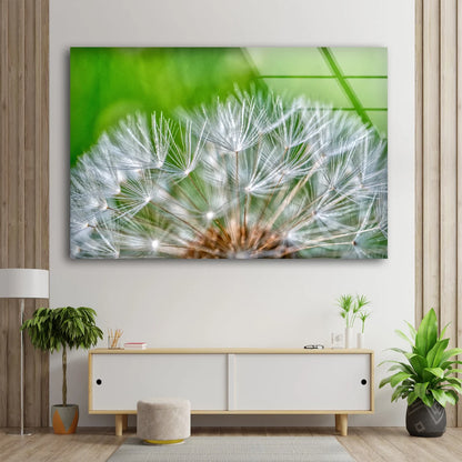 Dandelion Flowers Closeup Photograph Acrylic Glass Print Tempered Glass Wall Art 100% Made in Australia Ready to Hang