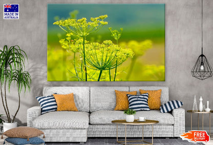 Fennel Flowers Closeup Photograph Print 100% Australian Made