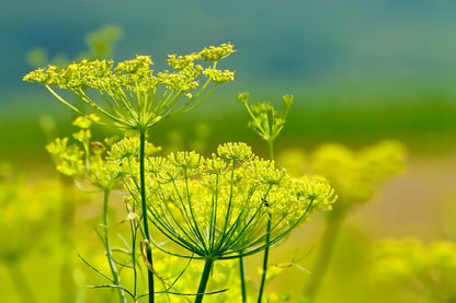 Fennel Flowers Closeup Photograph Print 100% Australian Made