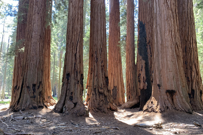 Tall Trees in Forest Photograph Print 100% Australian Made