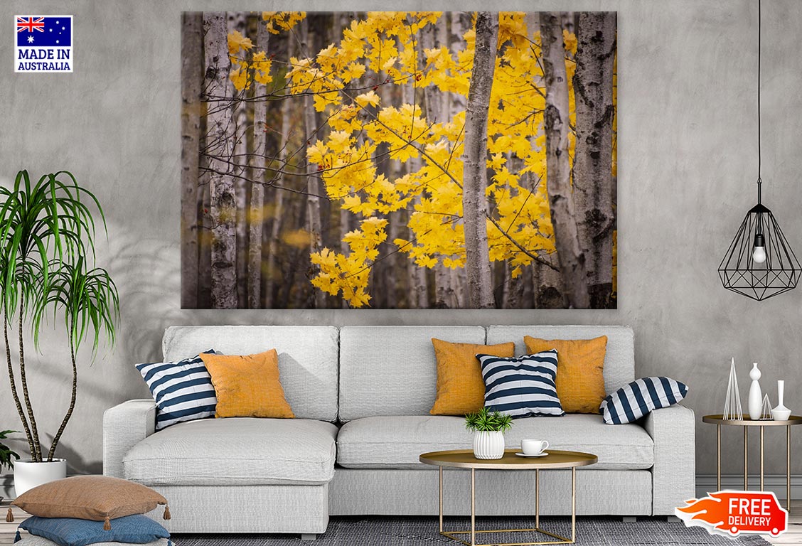 Yellow Maple Tree Forest Photograph Print 100% Australian Made