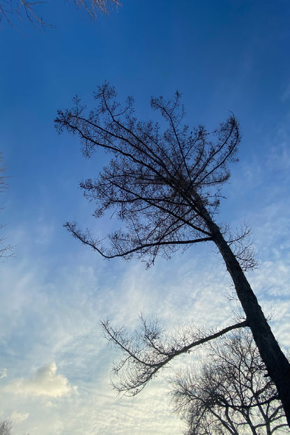 Leafless Tree with Blue Sky View Photograph Print 100% Australian Made