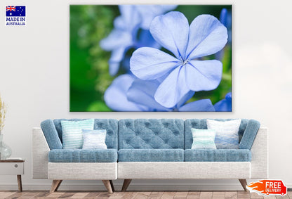 Blue Play Flower Closeup Photograph Print 100% Australian Made