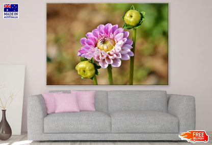 Pink Dahlia Flower with Plant Photograph Print 100% Australian Made
