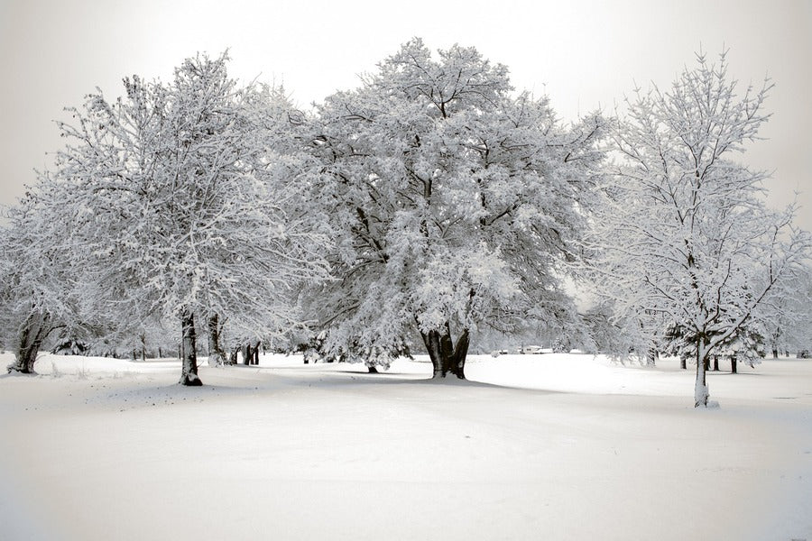 Snow Covered Trees on Snow Field Photograph Print 100% Australian Made