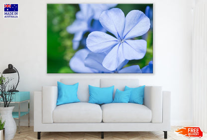 Blue Play Flower Closeup Photograph Print 100% Australian Made
