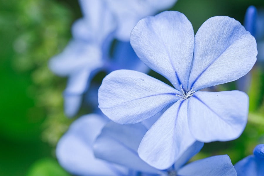 Blue Play Flower Closeup Photograph Print 100% Australian Made