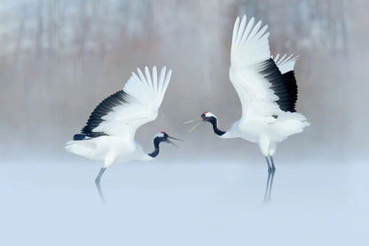 Cranes Pair Scenery Photograph Home Decor Premium Quality Poster Print Choose Your Sizes