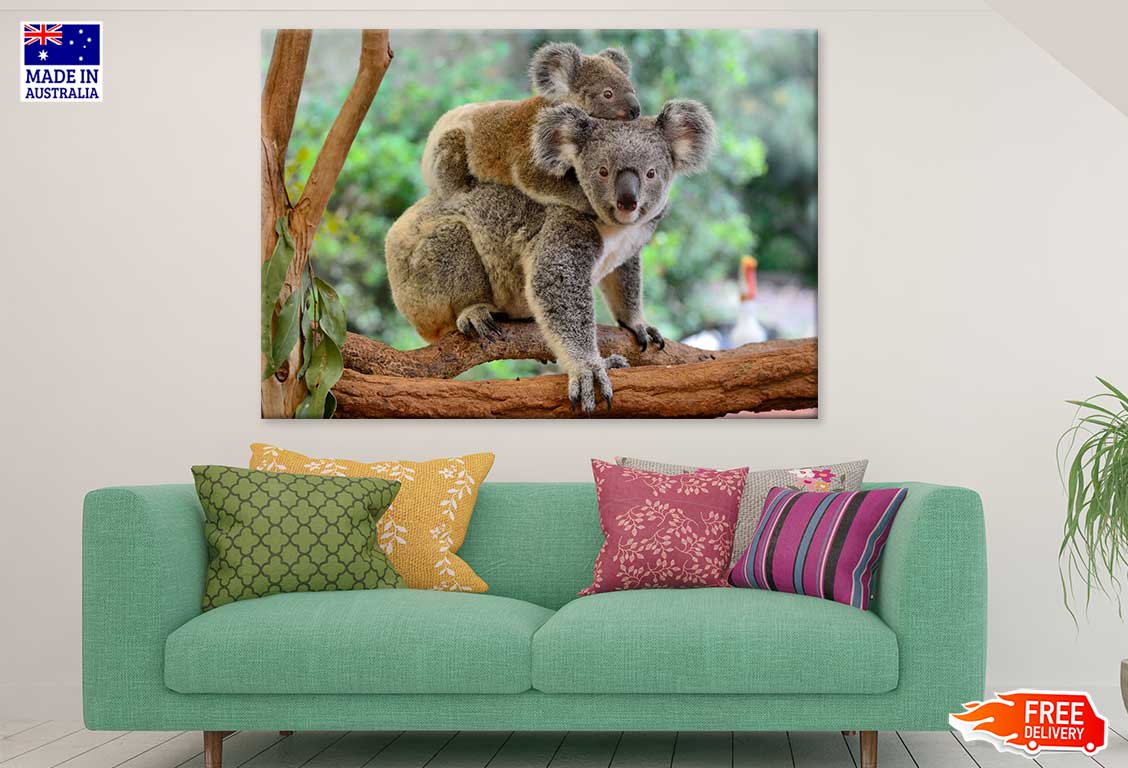 Mother Koala with Baby on Back View Photograph Print 100% Australian Made