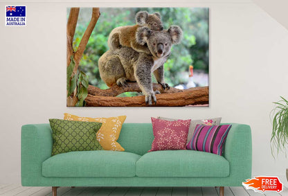 Mother Koala with Baby on Back View Photograph Print 100% Australian Made