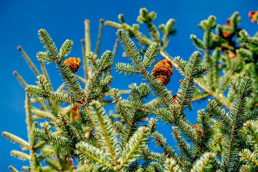 Fir Tree Branch View Photograph Print 100% Australian Made