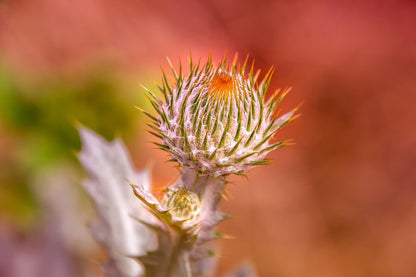 Thistle Flower Closeup Photograph Print 100% Australian Made
