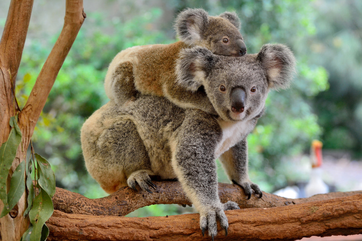 Mother Koala with Baby on Back View Photograph Print 100% Australian Made