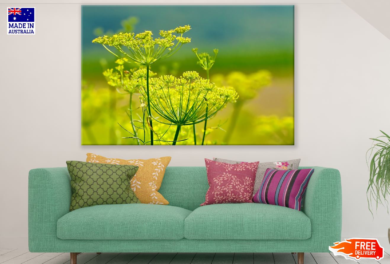 Fennel Flowers Closeup Photograph Print 100% Australian Made