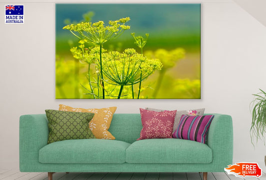 Fennel Flowers Closeup Photograph Print 100% Australian Made