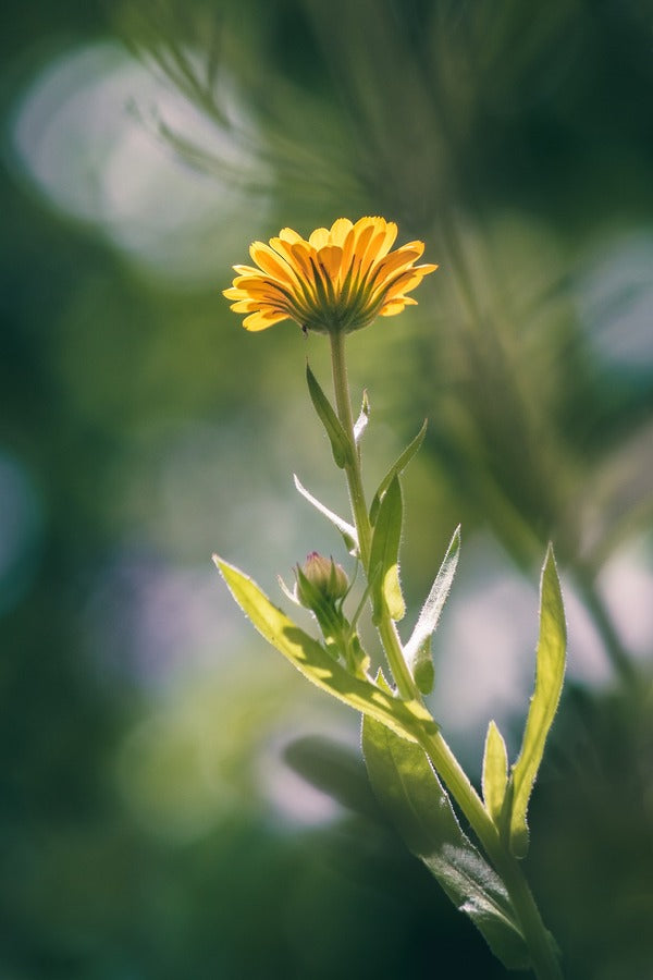 Marigold Flower Closeup Photograph Print 100% Australian Made