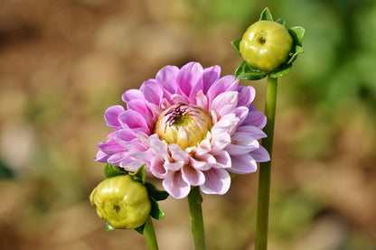 Pink Dahlia Flower with Plant Photograph Print 100% Australian Made