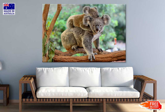 Mother Koala with Baby on Back View Photograph Print 100% Australian Made