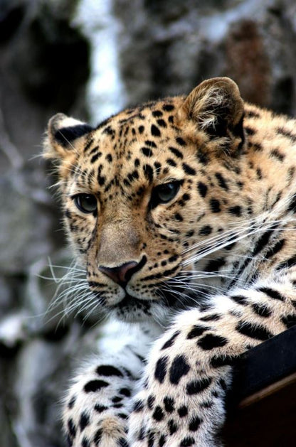 Leopard Closeup Photograph Home Decor Premium Quality Poster Print Choose Your Sizes