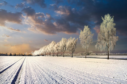 Snow Covered Trees on Snow Field Sunset Photograph Print 100% Australian Made