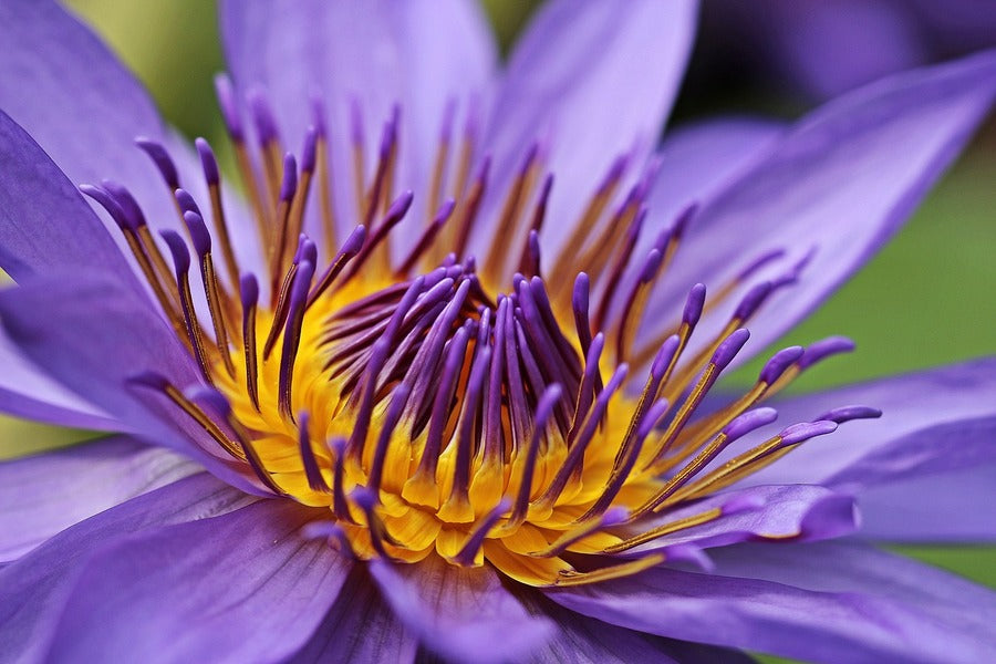 Purple and Yellow Water Lily Photograph Print 100% Australian Made