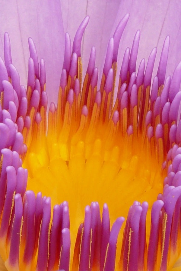 Purple Lily Flower Macro Photograph Print 100% Australian Made