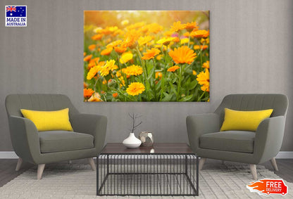 Yellow Calendula Flowers Field View Photograph Print 100% Australian Made