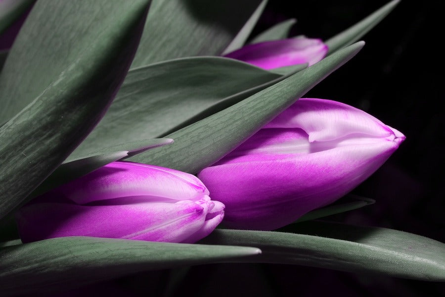 Purple Tulip Flowers with Leaves Photograph Print 100% Australian Made