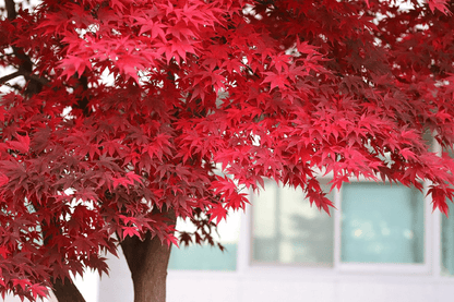 Red Leaves Tree Photograph Print 100% Australian Made