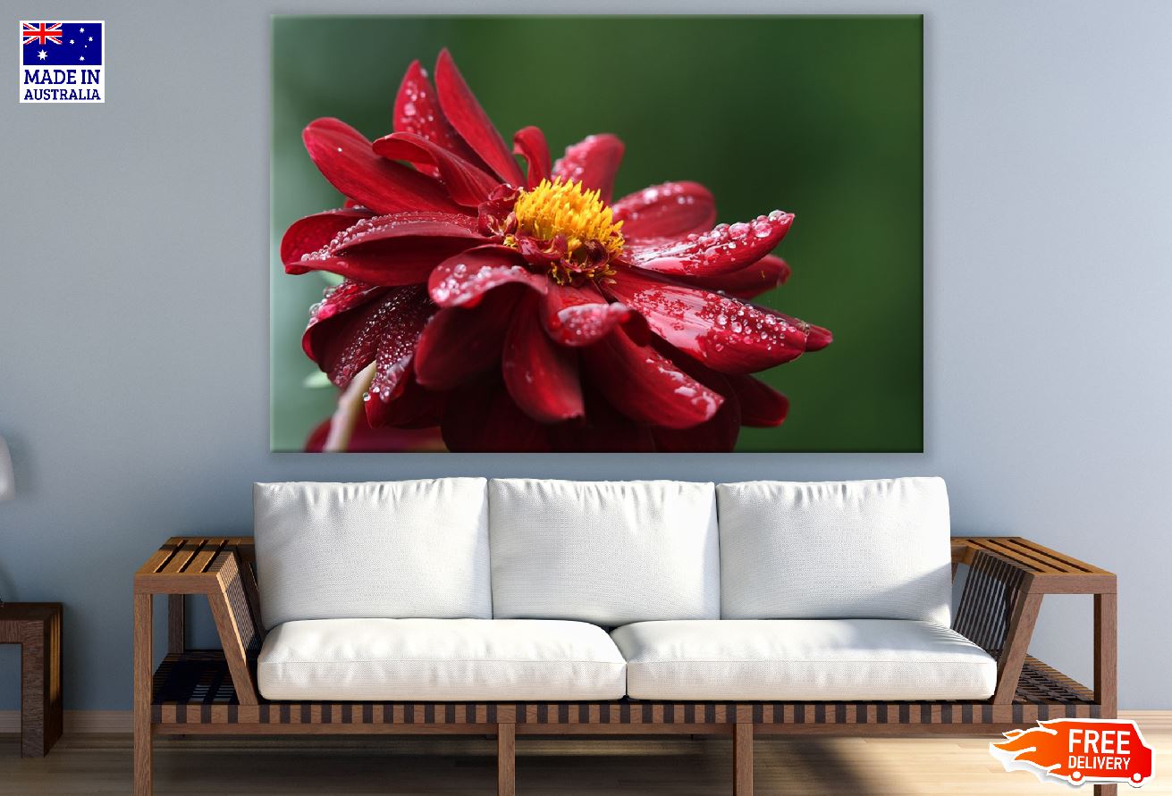 Red Dahlia Flower with Water Drops Photograph Print 100% Australian Made