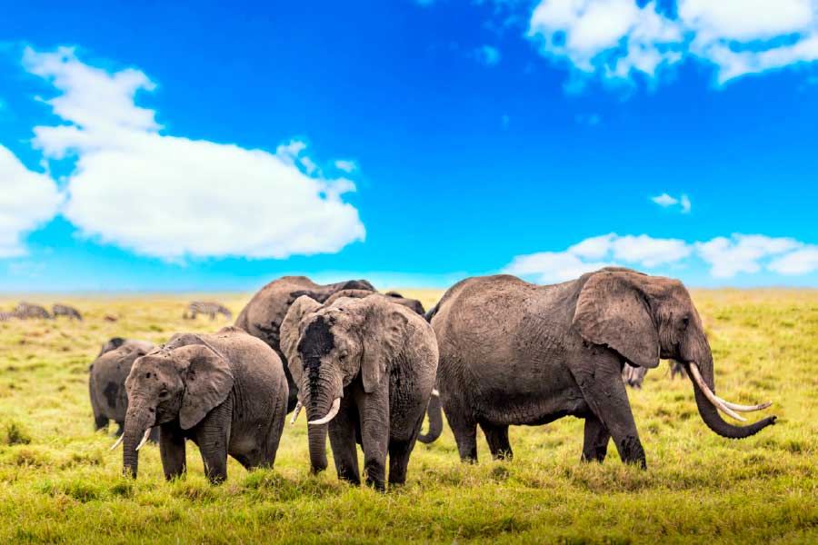 Bella Home Herd of Elephants & Grass Field Print Canvas Ready to hang