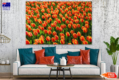Orange and Yellow Tulip Flowers Field Photograph Print 100% Australian Made