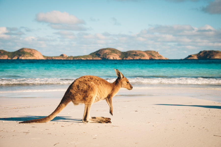 Kangaroo at Lucky Bay Beach View Photograph Print 100% Australian Made