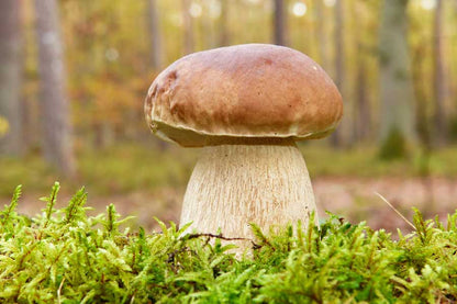 Huge Mushroom Closeup Photograph Print 100% Australian Made