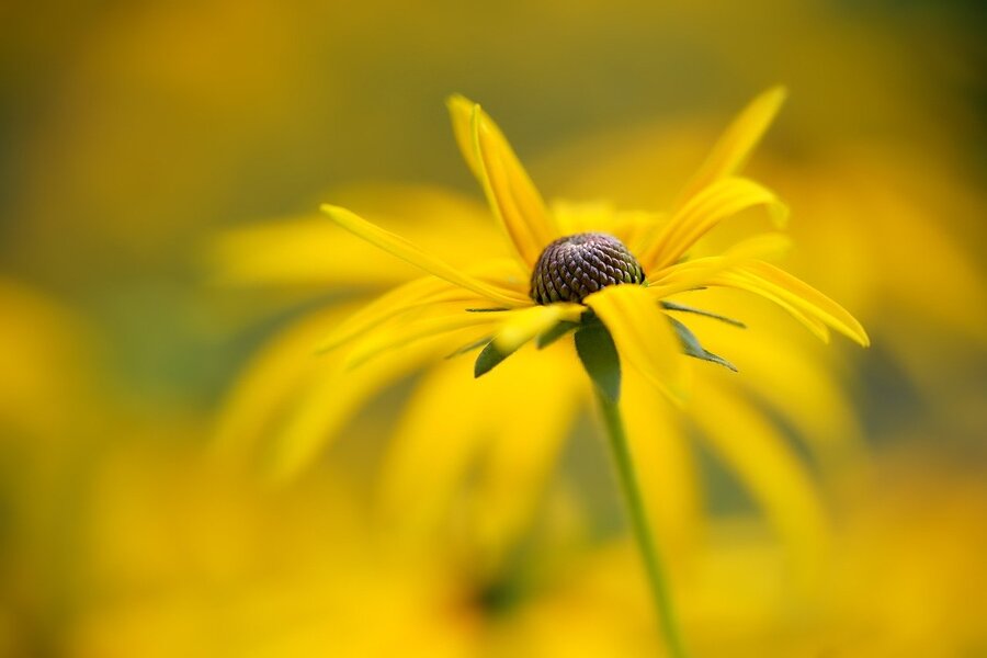 Yellow Coneflower Closeup Photograph Print 100% Australian Made