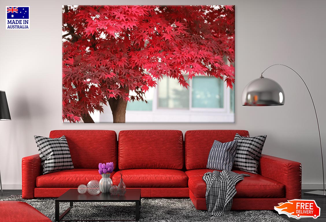 Red Leaves Tree Photograph Print 100% Australian Made