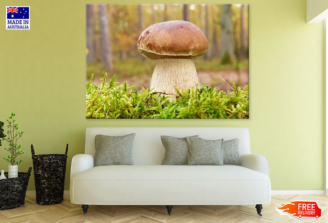 Huge Mushroom Closeup Photograph Print 100% Australian Made