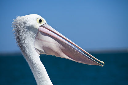 Pelican Bird Face Closeup Photograph Print 100% Australian Made