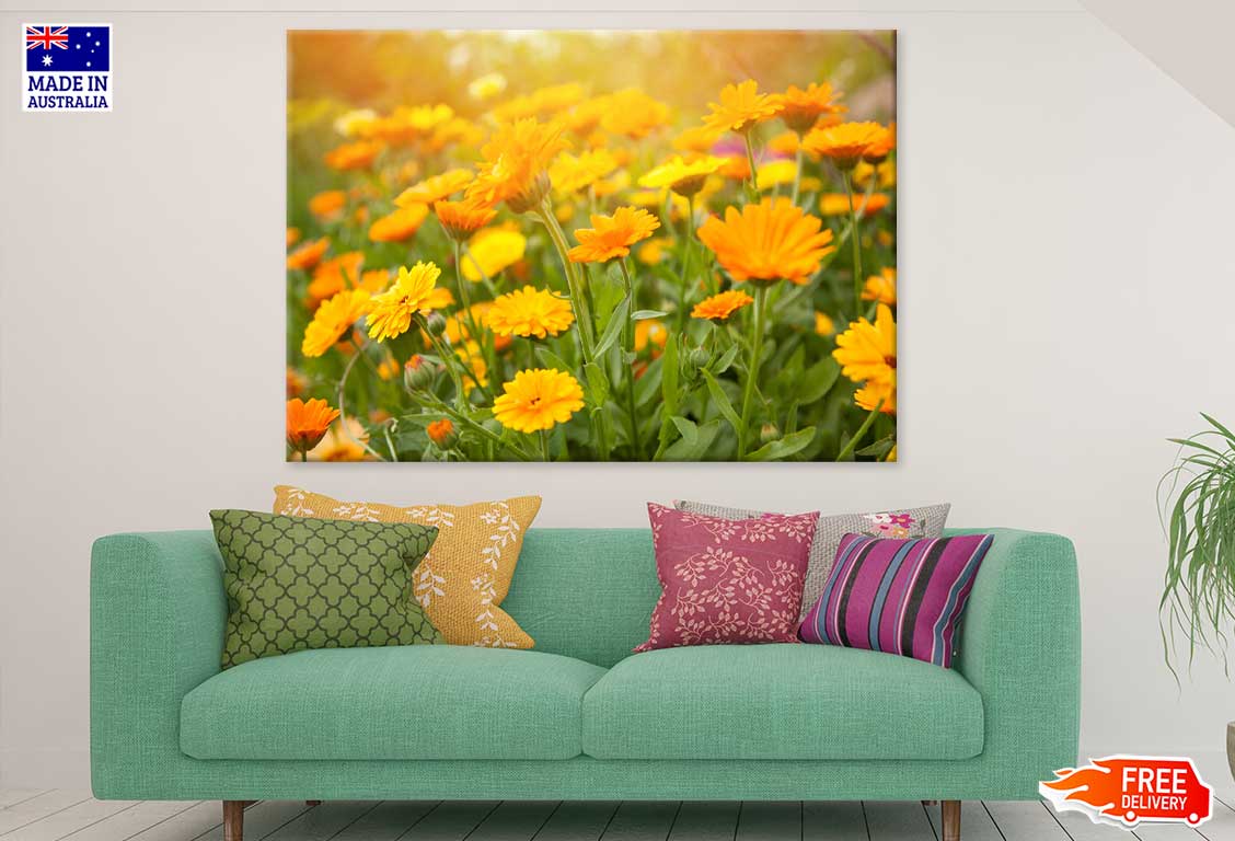 Yellow Calendula Flowers Field View Photograph Print 100% Australian Made