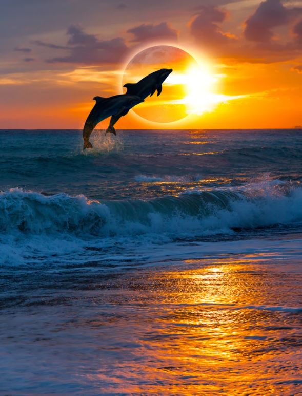 Dolphins in Beach at Sunset Photograph Home Decor Premium Quality Poster Print Choose Your Sizes