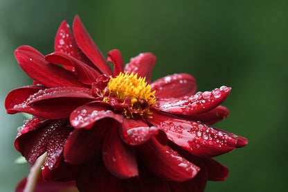 Red Dahlia Flower with Water Drops Photograph Print 100% Australian Made