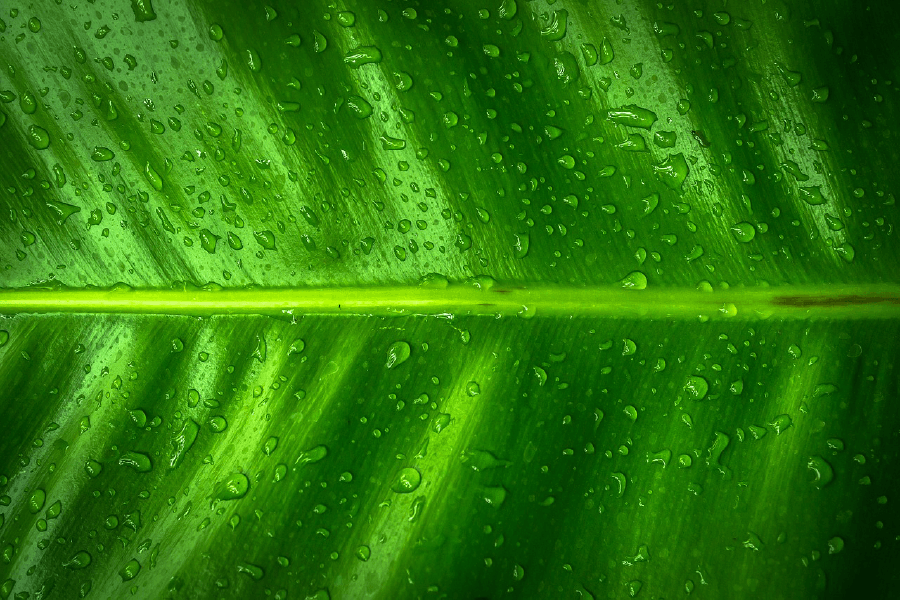 Green Abstract Design Print 100% Australian Made