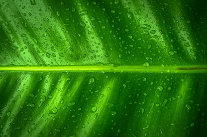Green Abstract Design Print 100% Australian Made