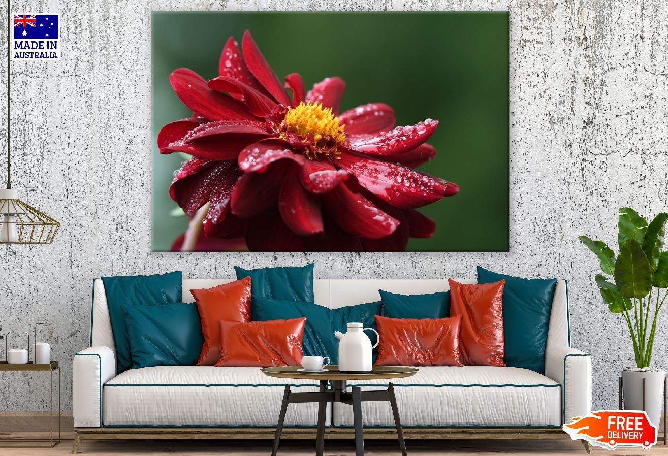 Red Dahlia Flower with Water Drops Photograph Print 100% Australian Made