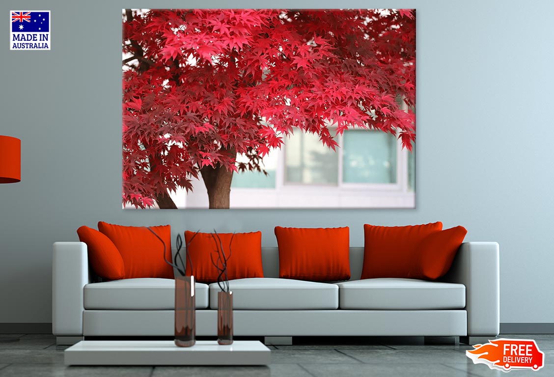 Red Leaves Tree Photograph Print 100% Australian Made