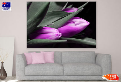 Purple Tulip Flowers with Leaves Photograph Print 100% Australian Made