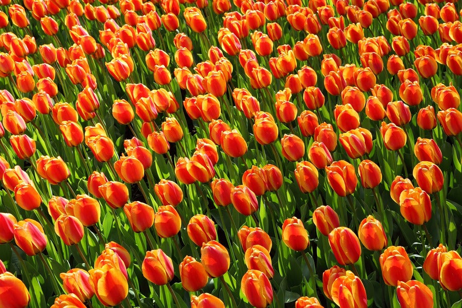 Orange and Yellow Tulip Flowers Field Photograph Print 100% Australian Made